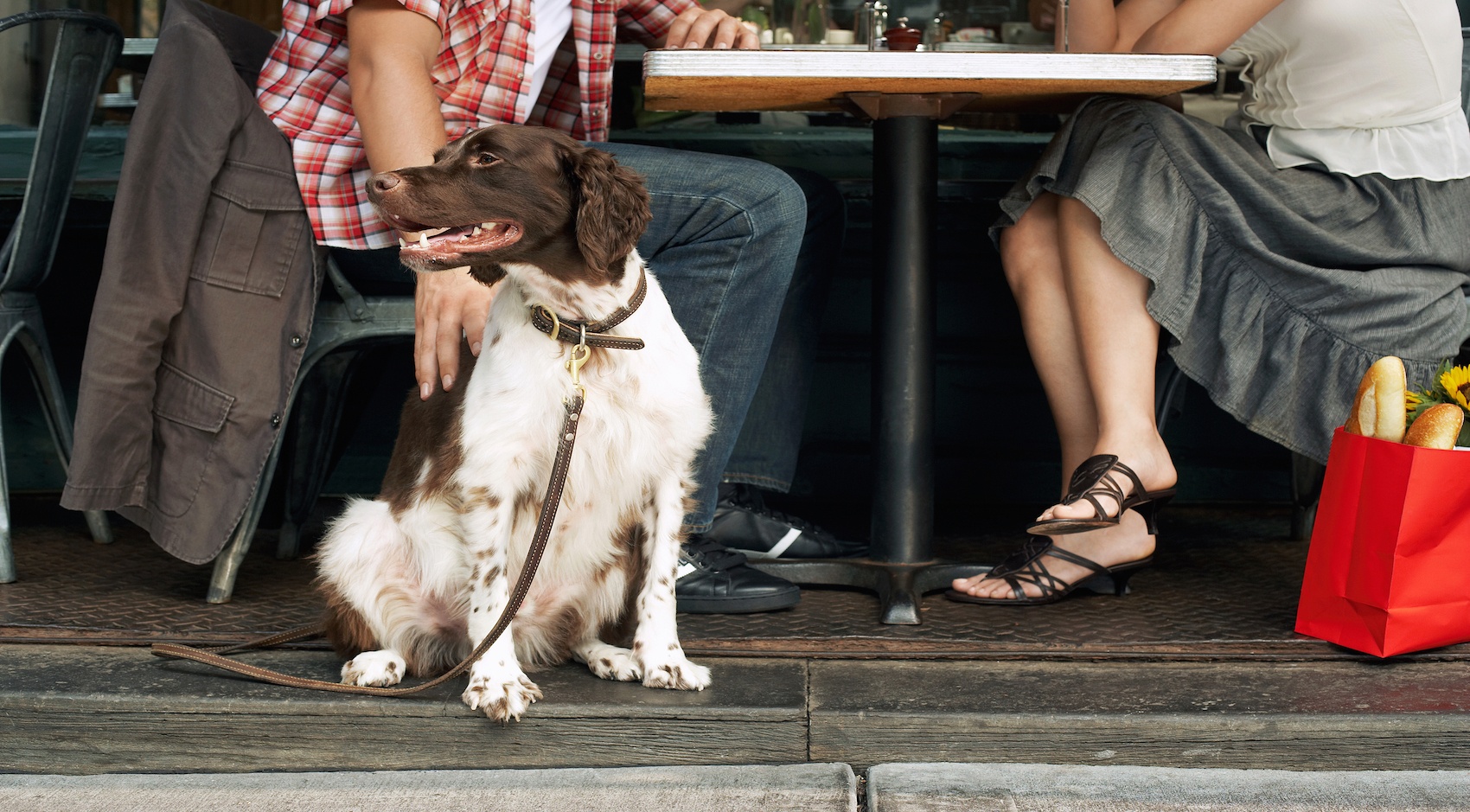 Delicious and Dog-Friendly Hangouts in Charleston, SC - Blog, Luxury