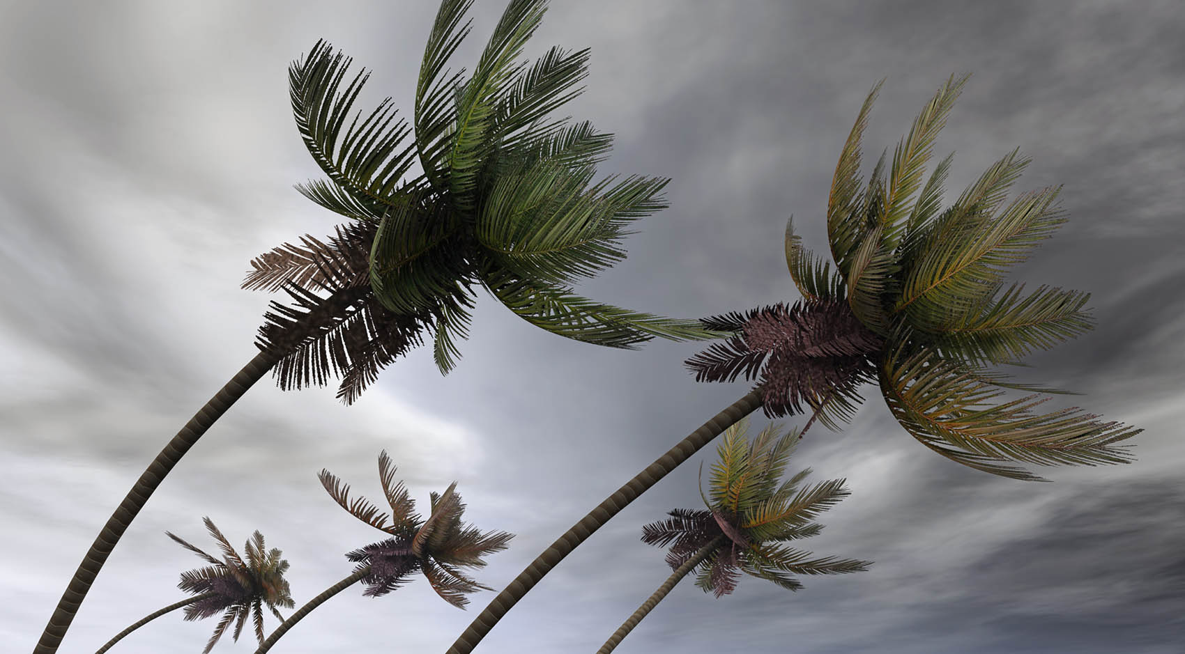 Palm trees in the wind during a storm 
