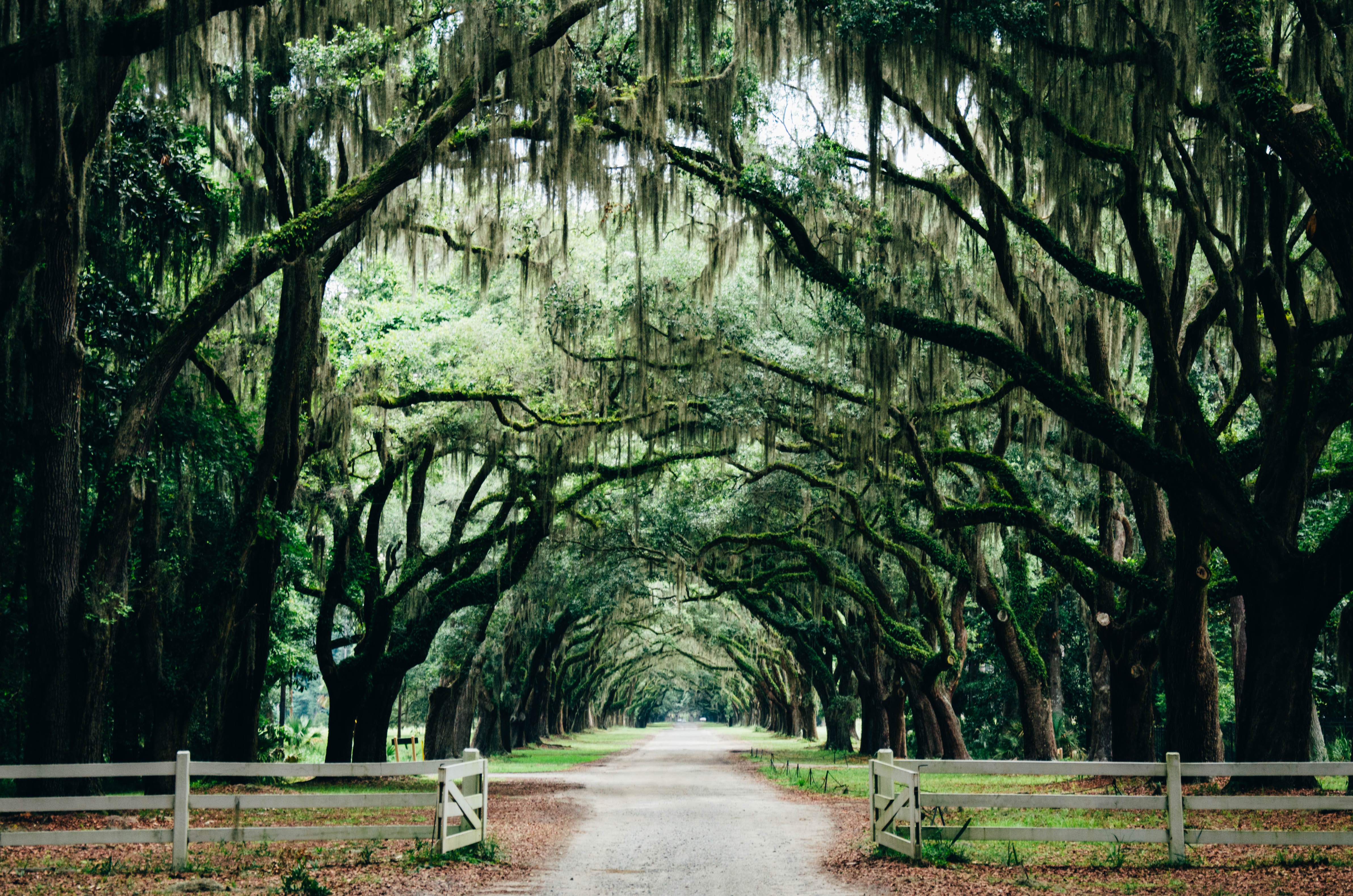 Pathway with Spanish Moss Oak Trees 